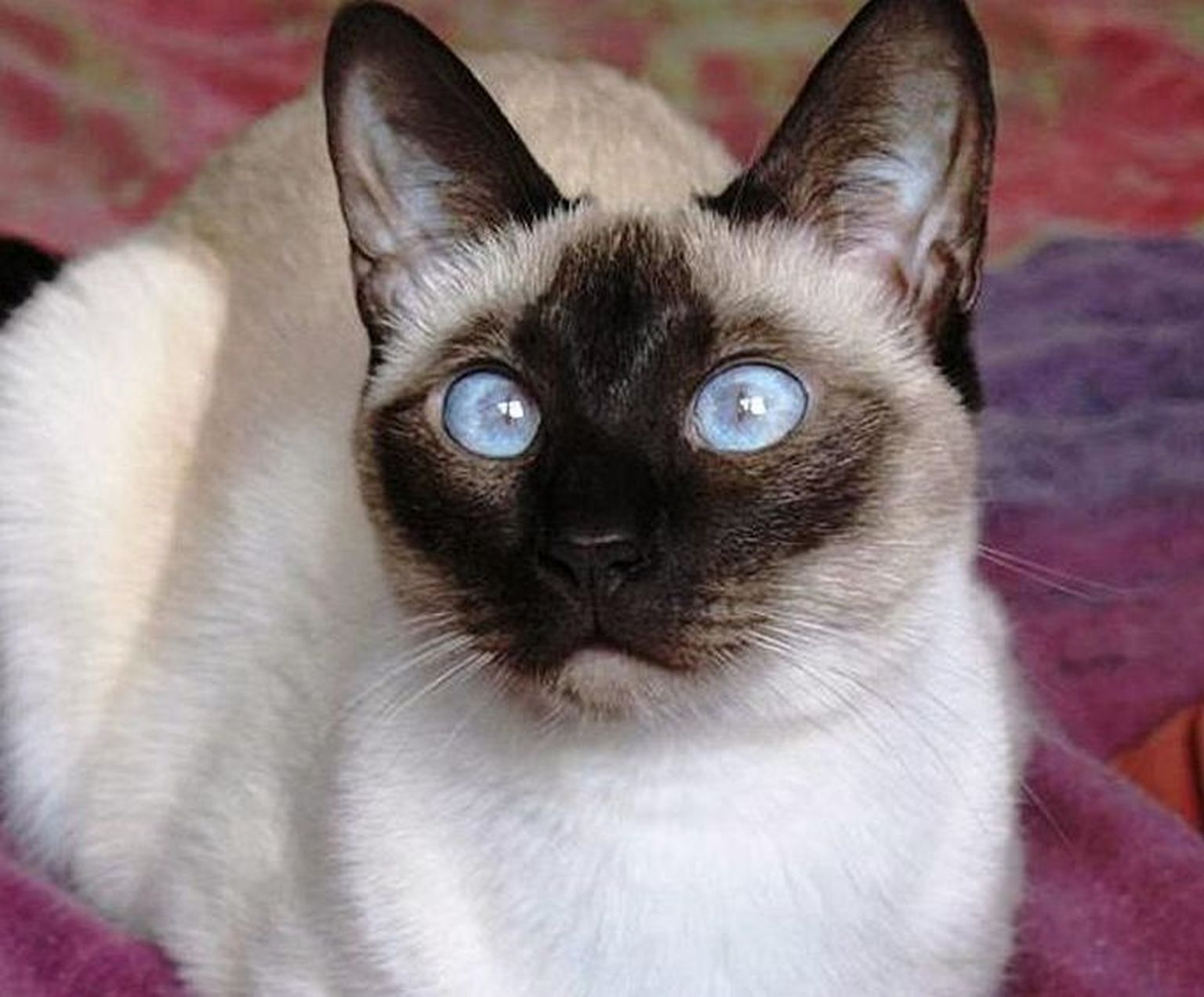 Сиамская кошка рыжий колорпоинт