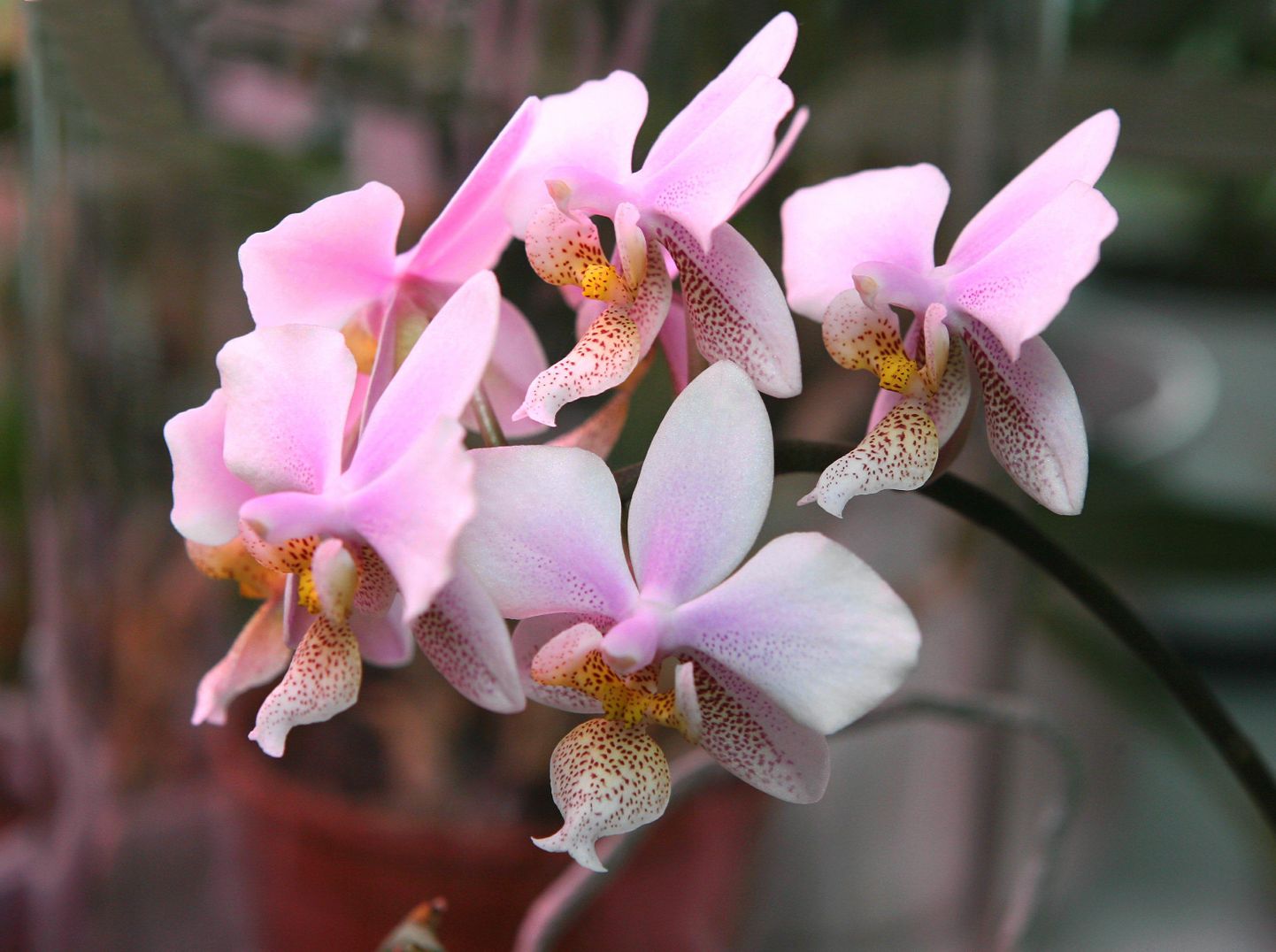 Orhideevõistlusel võistlevad kollektsionääride iludused. Need õied kaunistasid 2011. aastal Kalju Komissarovi kogu.