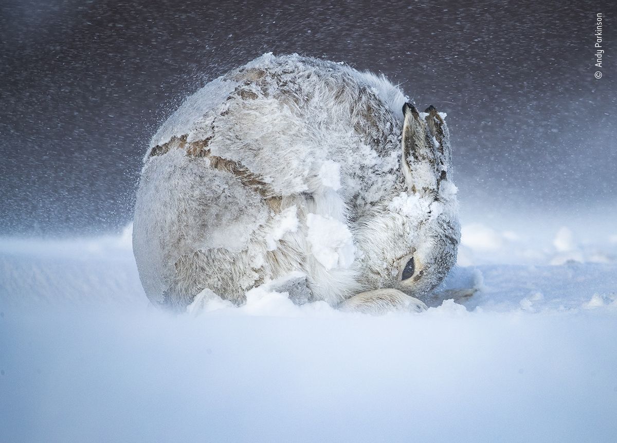 Фотограф Энди Парккин в течение пяти недель фотографировал белых кроликов в Шотландском нагорье, терпеливо ожидая каждого движения на морозе.