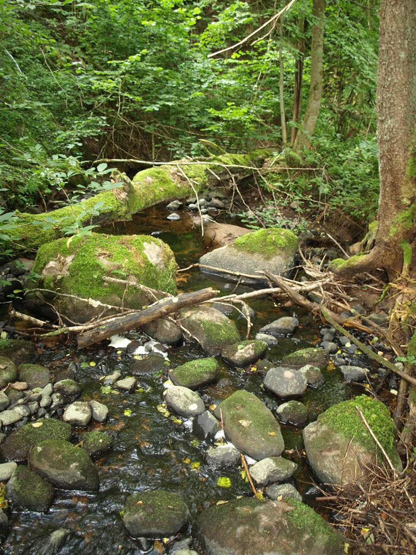 Peeli jõgi ehk Piirioja: Sügavas orus vonklev ning Paganamaa nelja järve ühendav jõeke viib oma veed Liivi lahte. Metsa all katab kive mahe roheline samblik.