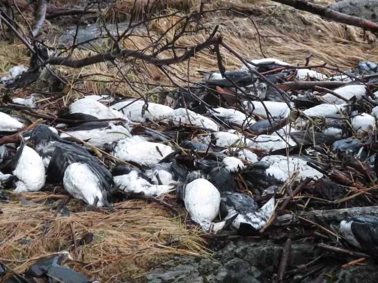 2014. aastal uhtus ookean peamiselt Alaska lahe rannikule ligikaudu 62 000 lõunatirgu laipa, mida on üheksa kuu jooksul tavapärasest kolm korda rohkem.