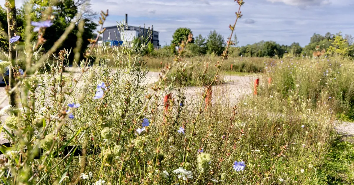 TEADUSE TERAD ⟩ Väiksem elurikkus linnas suurendab allergiate esinemist