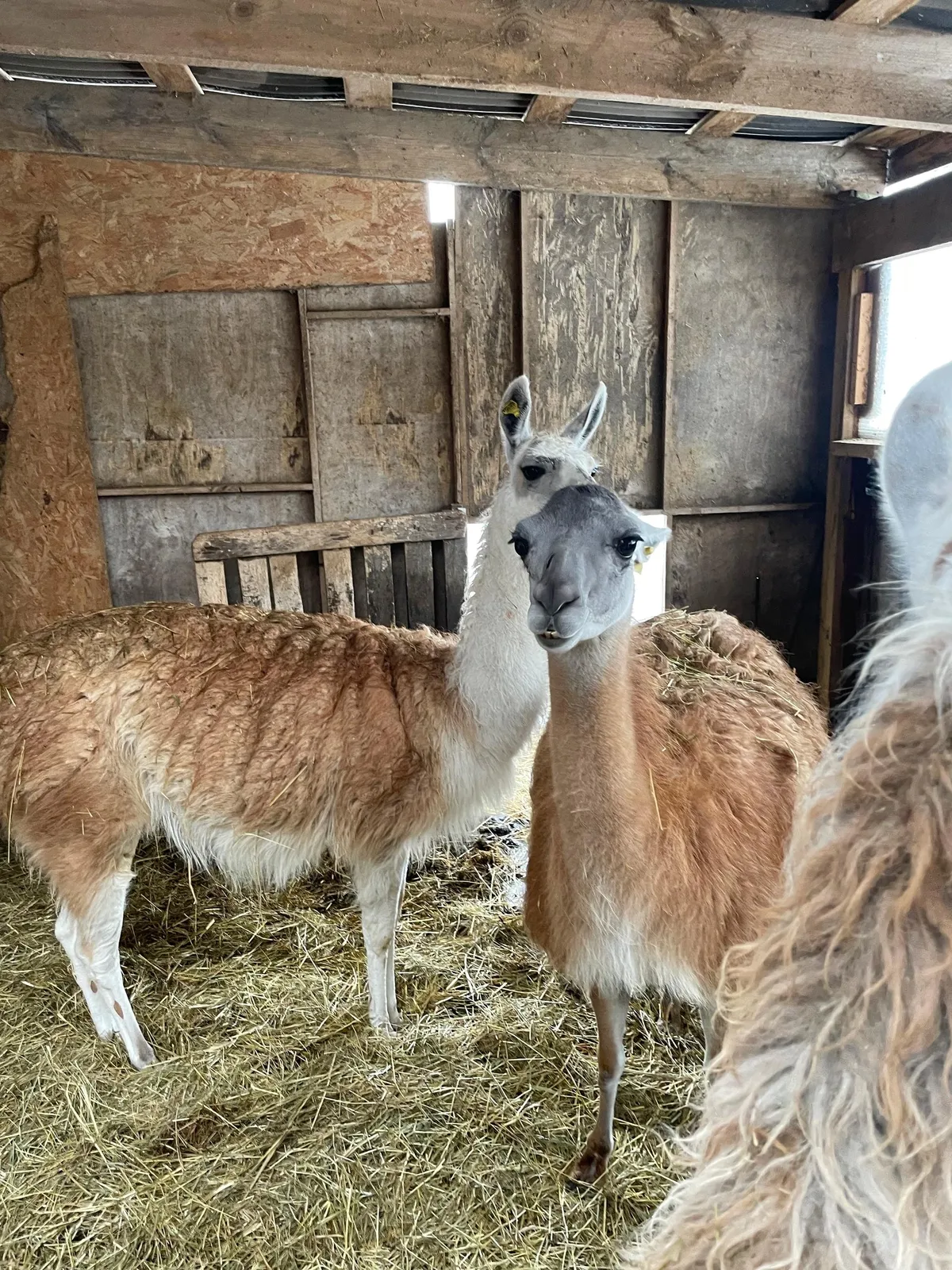 Kaks kaunitari laama-daami: Delilah ja Printsess (hallika peaga) FOTO: