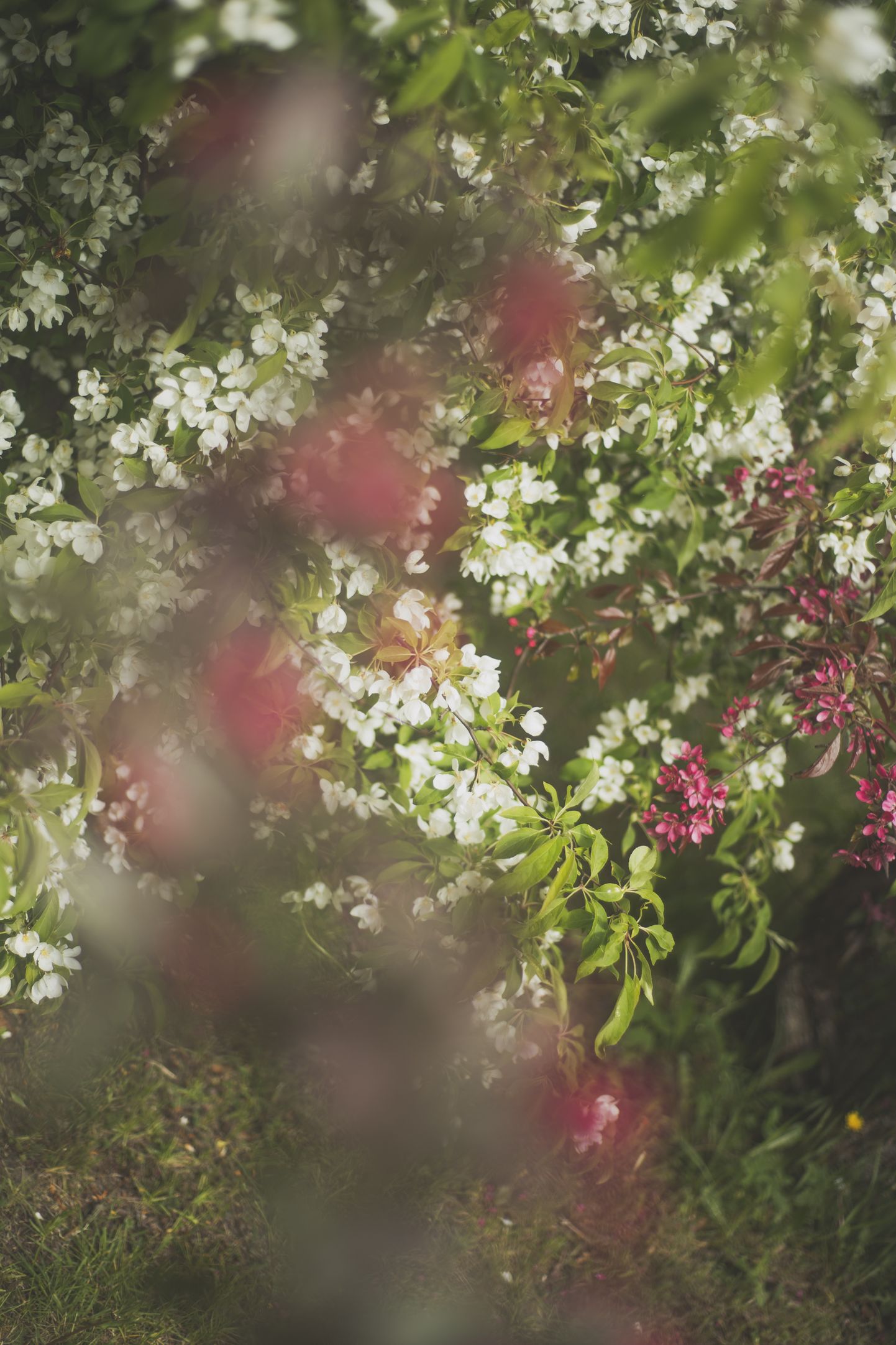 Pumpuri, ziedi, dzīvība - LU Botāniskā dārza ziedēšana