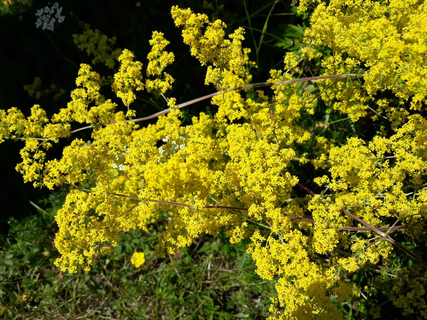Hobumadara õied on lummavalt kollast värvi.