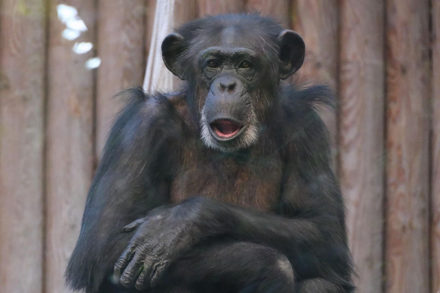 Šimpans Quincy naeratus.
