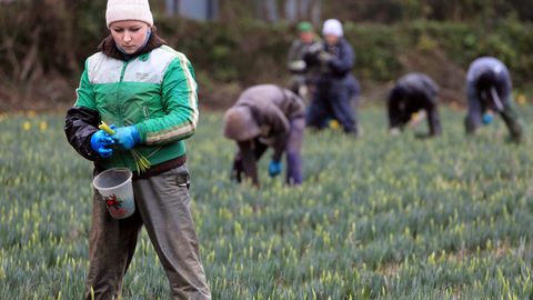 Британские фермы избегают найма россиян, несмотря на нехватку рабочей силы