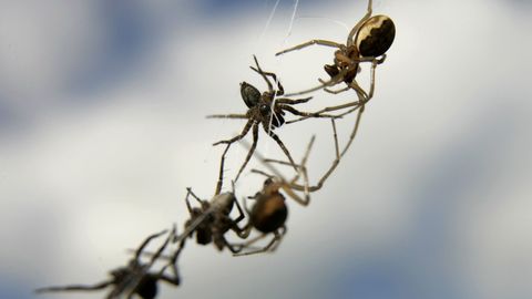 Кошмар арахнофоба: небо Бразилии заполнили пауки
