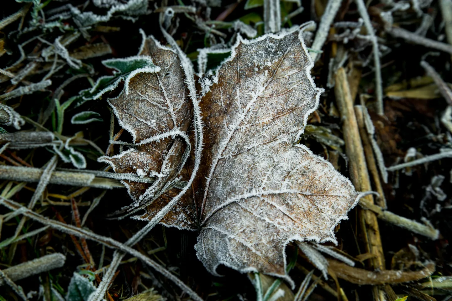Lähipäevil püsib õhutemperatuur miinuspoolel.