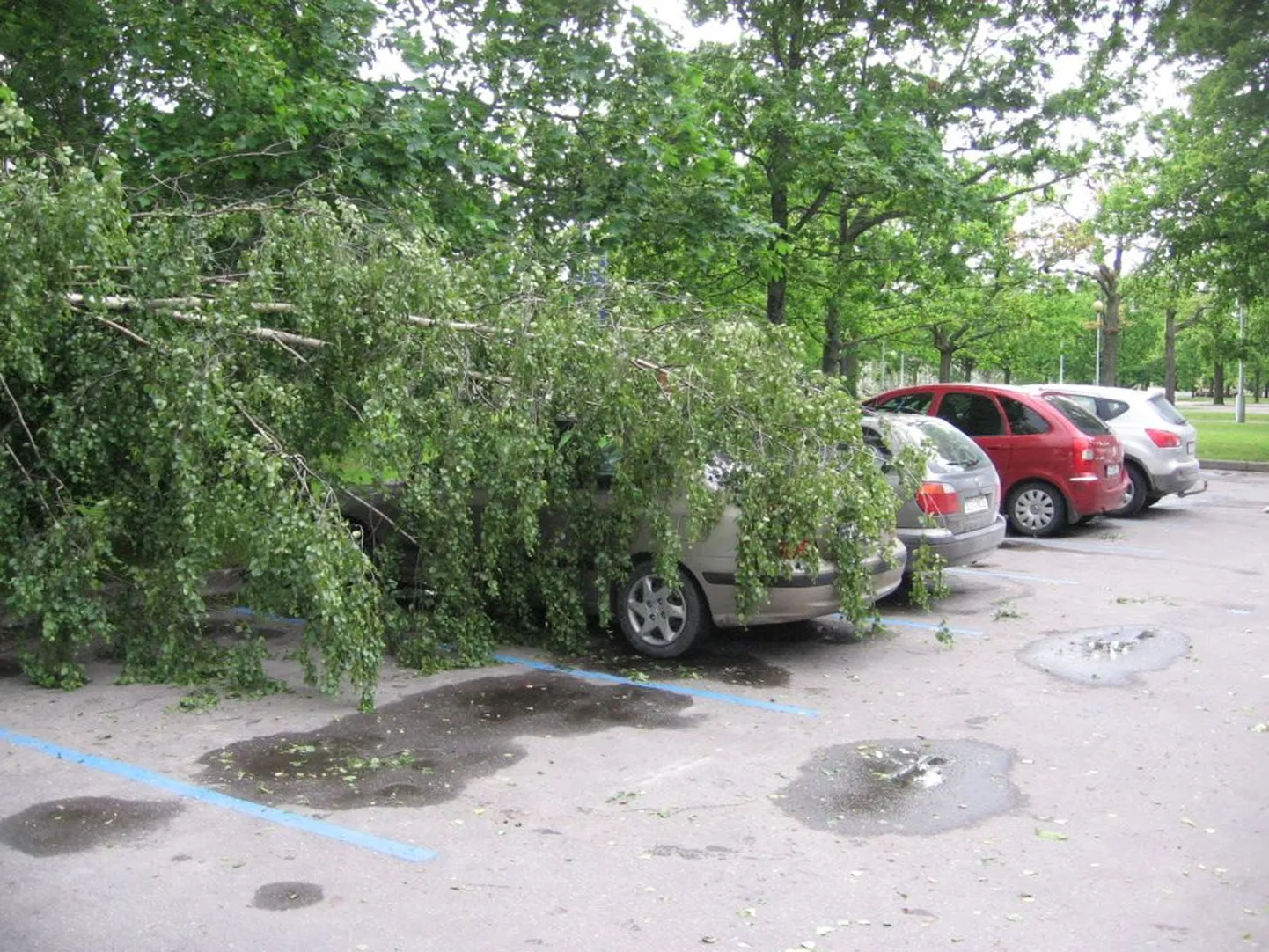 Pärnus puu alla jäänud auto remonti ei vaja.