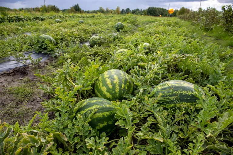 Arbuusi­taimed on mõistlik musta kilega kaetud peenrasse istutada, nii hoiab soojust ja niiskust ning umbrohi ei pääse lämmatama.
