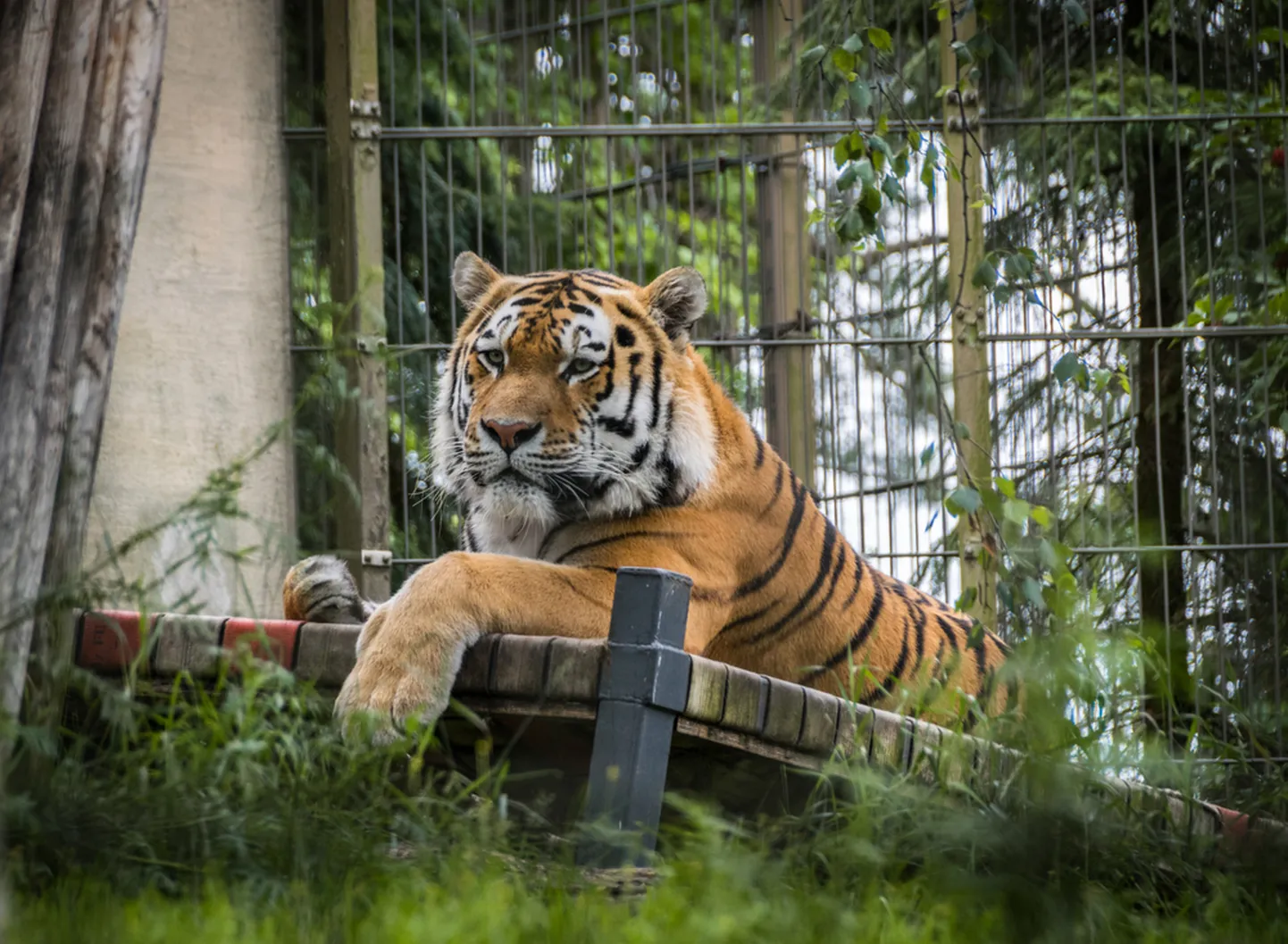 Tiiger puuris