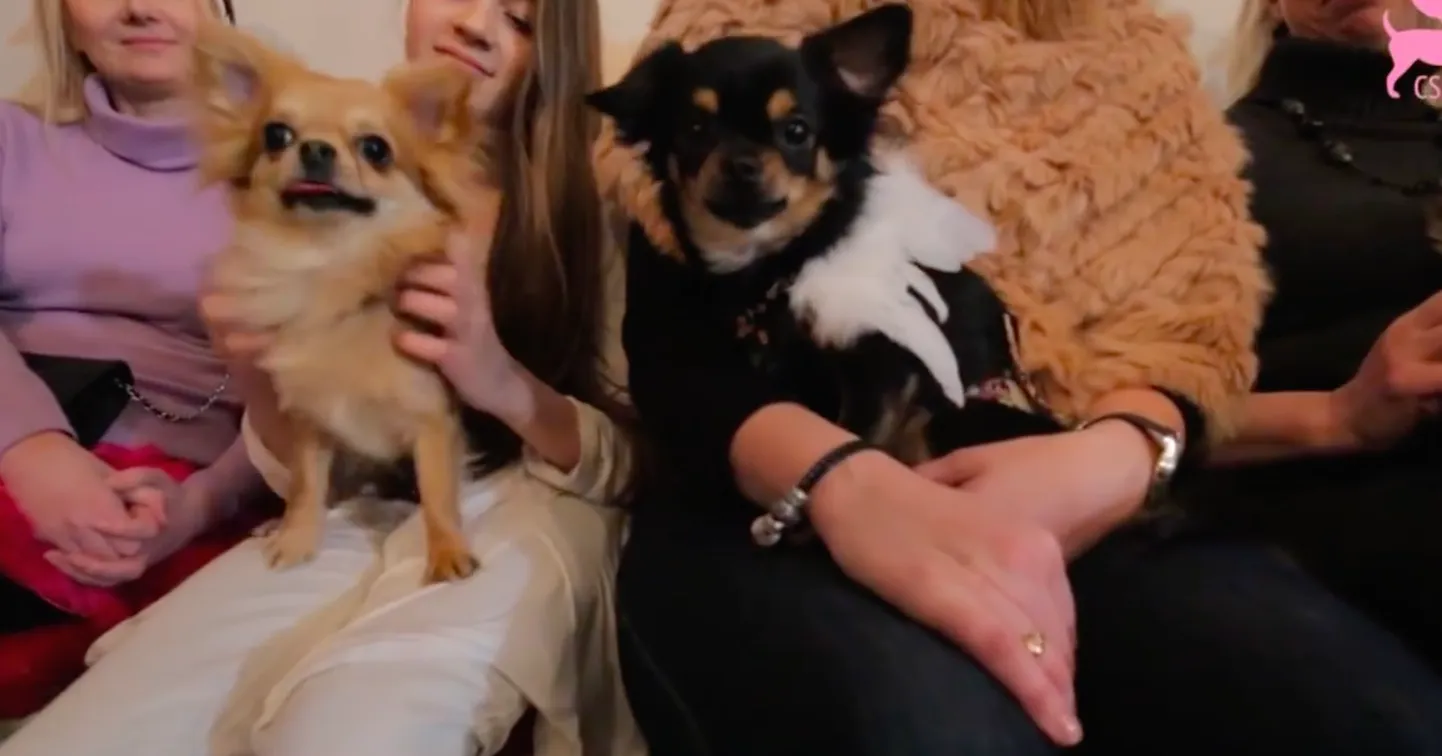 Chihuahuad karnevalil.