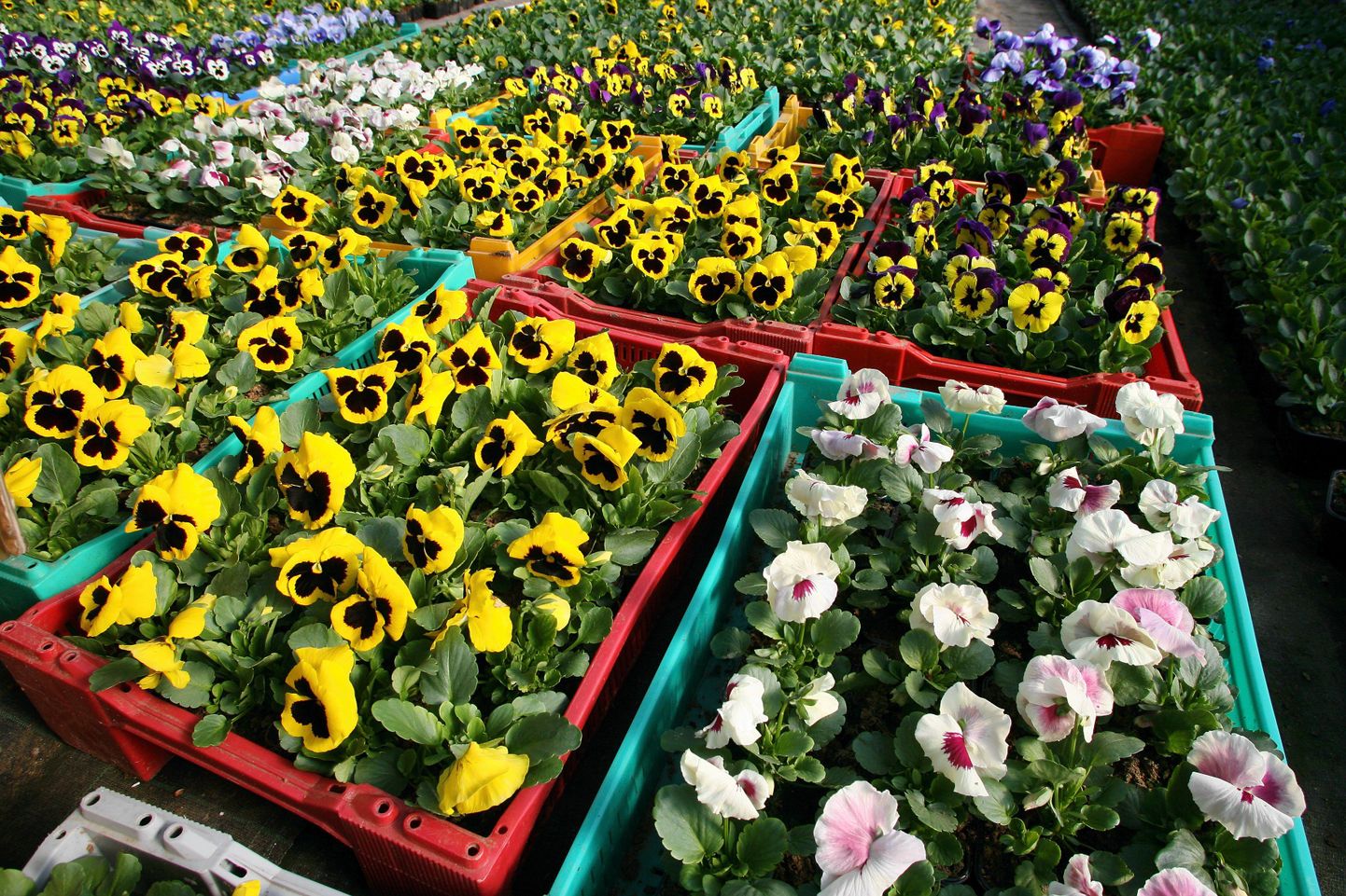 Järgmise kolme aasta jooksul hooldab Viljandi linna lilli osaühing Kanepi Ainad.