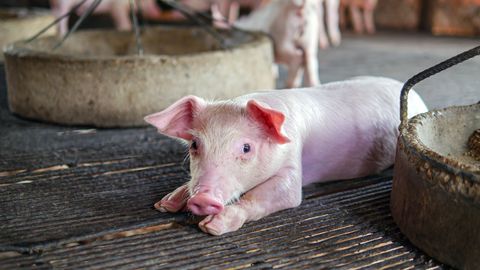 Iecavas pagastā konstatēts šogad trešais Āfrikas cūku mēra uzliesmojums