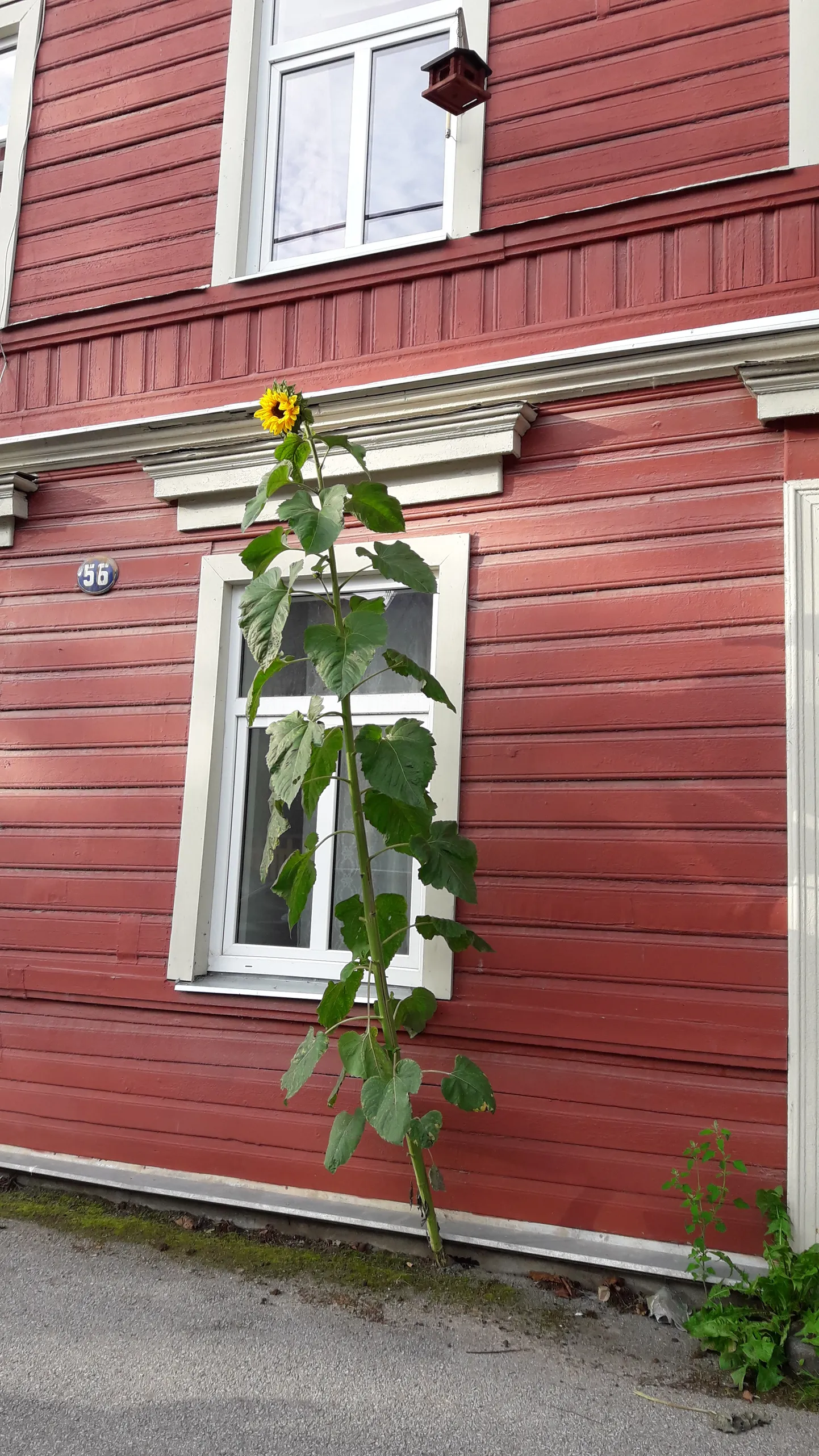 Tartu maja vundamendi nurgast kasvav päevalill.