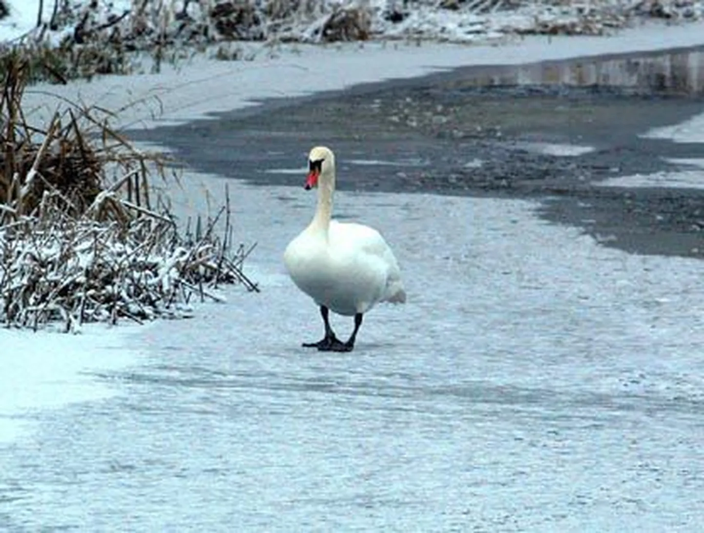 Kühmnokk-luik. Foto on illustreeriv.