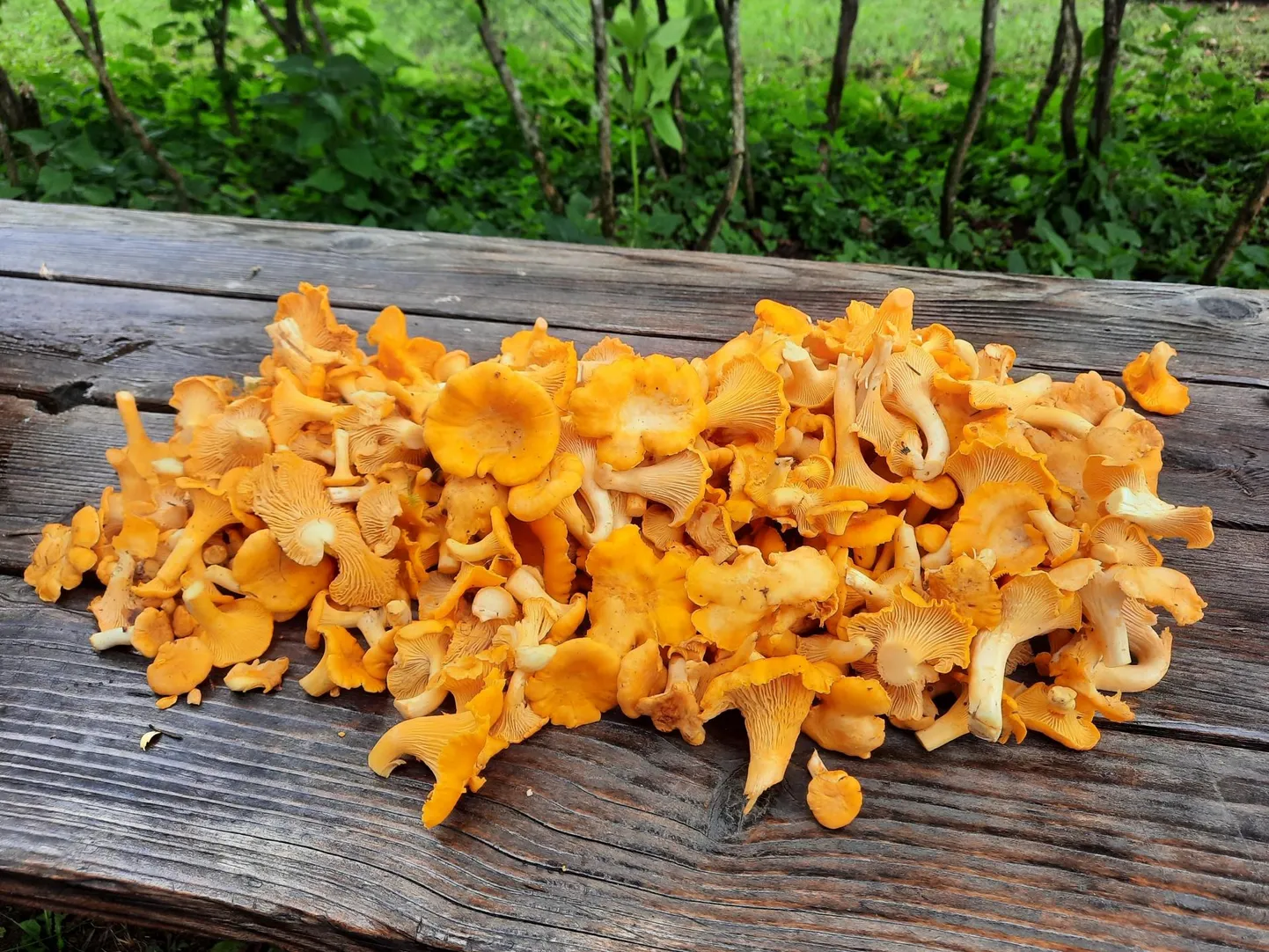Kui kukeseened metsas üsna puhtalt ämbrisse panna, pole pärast kodus enam puhastamisega vaja pikalt jantida.