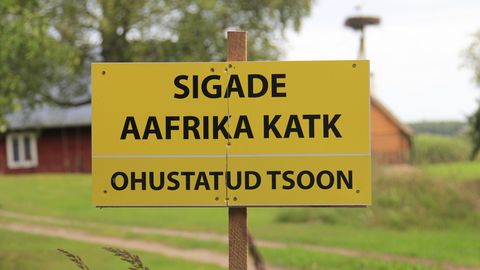 OLUKORD ON HALB ⟩ Sigade Aafrika katk levib Lõuna-Eestis jõudsalt