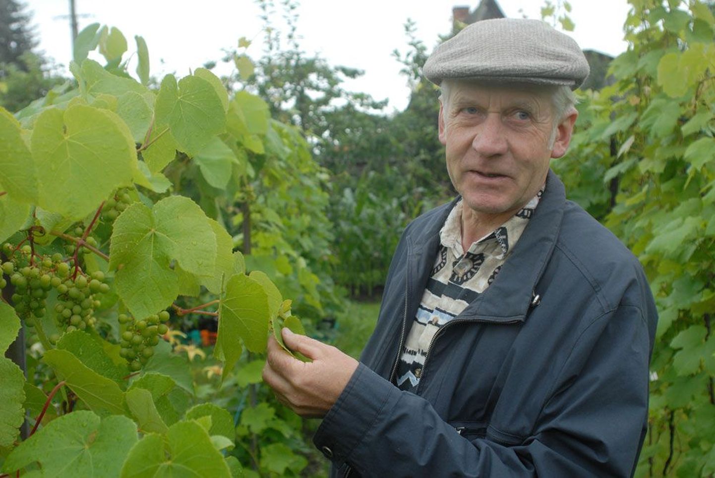 По словам виноградаря и преподавателя Яана Кивистика, в Эстонии для выращивания винограда лучше всего подходят окрестности Пярнуского залива — лето там долгое и теплое.