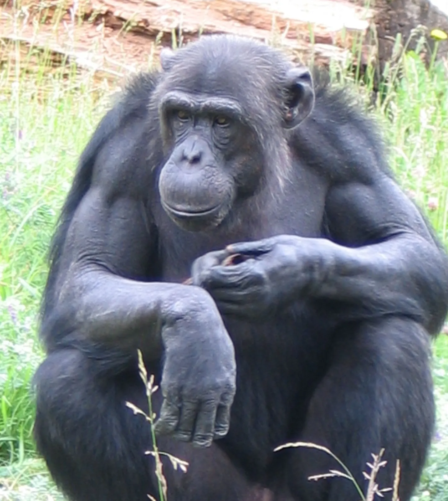 Isane šimpans Pino sai 23-aastaseks.