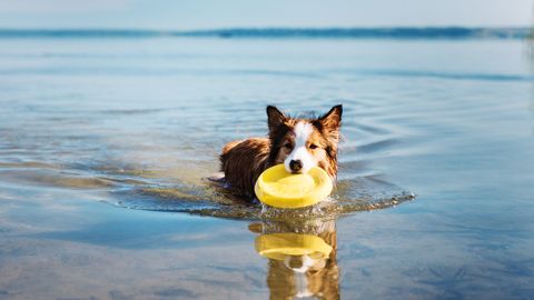 Vremenske spremembe povzročile padec temperature vode v Rigeškem zalivu