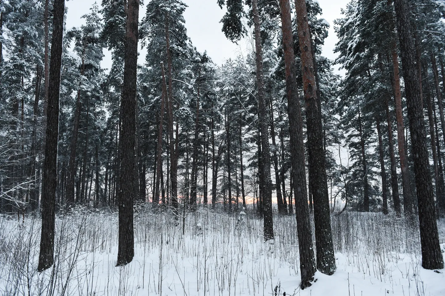 Raksta foto