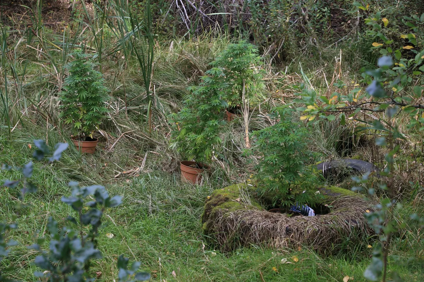 Raadi vanal sõjalennuväljal Raadiraja tee naabruses orus kasvas viies plastpotis kanep. Neli potti olid oru keskel, viies neist veidi eemal.