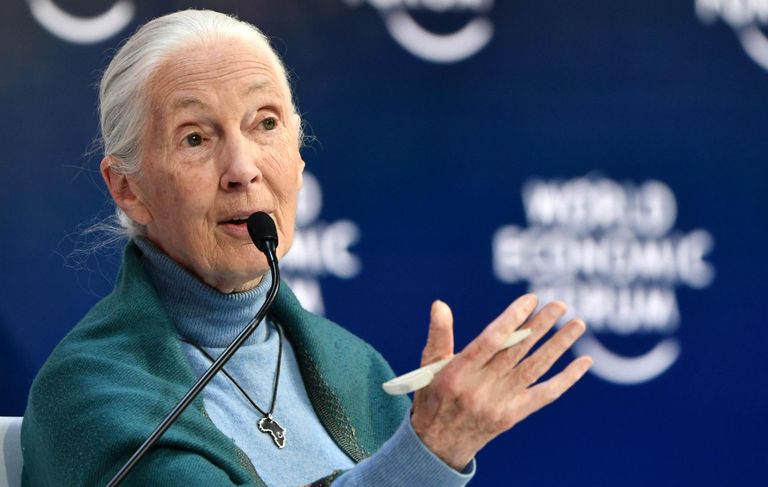 Inglannast primatoloog Jane Goodall on šimpanse ja teisi ahve uurinud üle 50 aasta, olles selles vallas väga edukas.