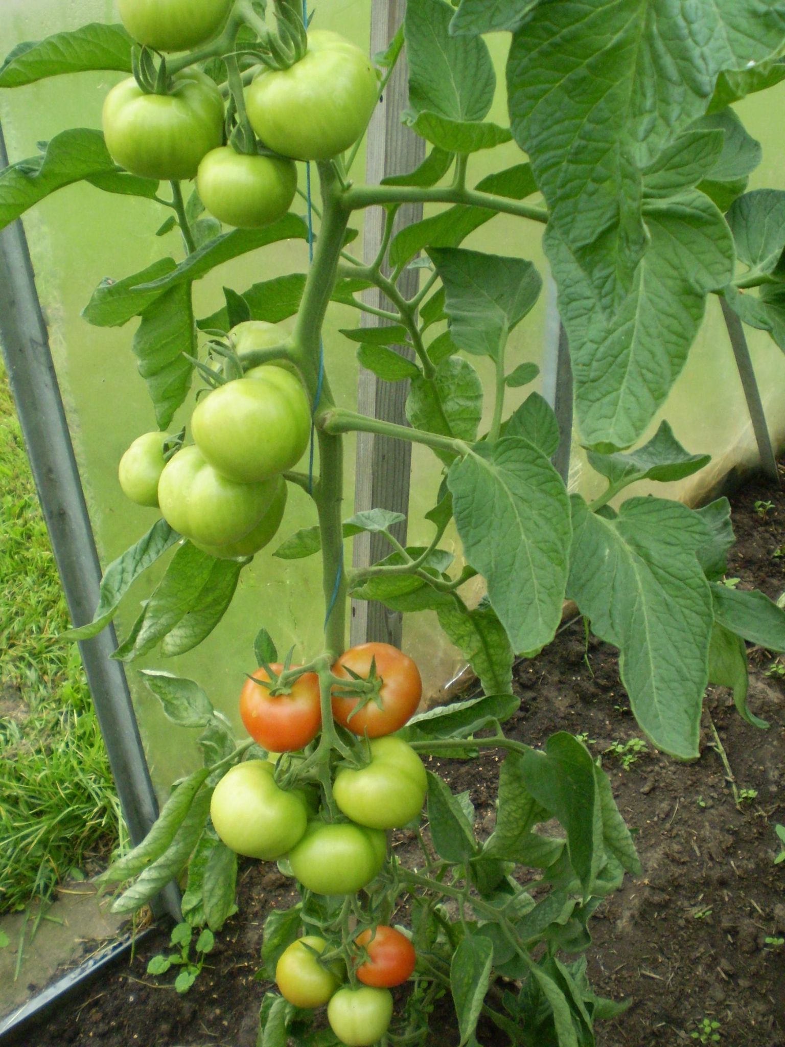 Kõrgekasvulised ehk indeterminantsed tomatitaimed on parem kujundada üheharulisena, nii on hiljem lihtsam neid hooldada.