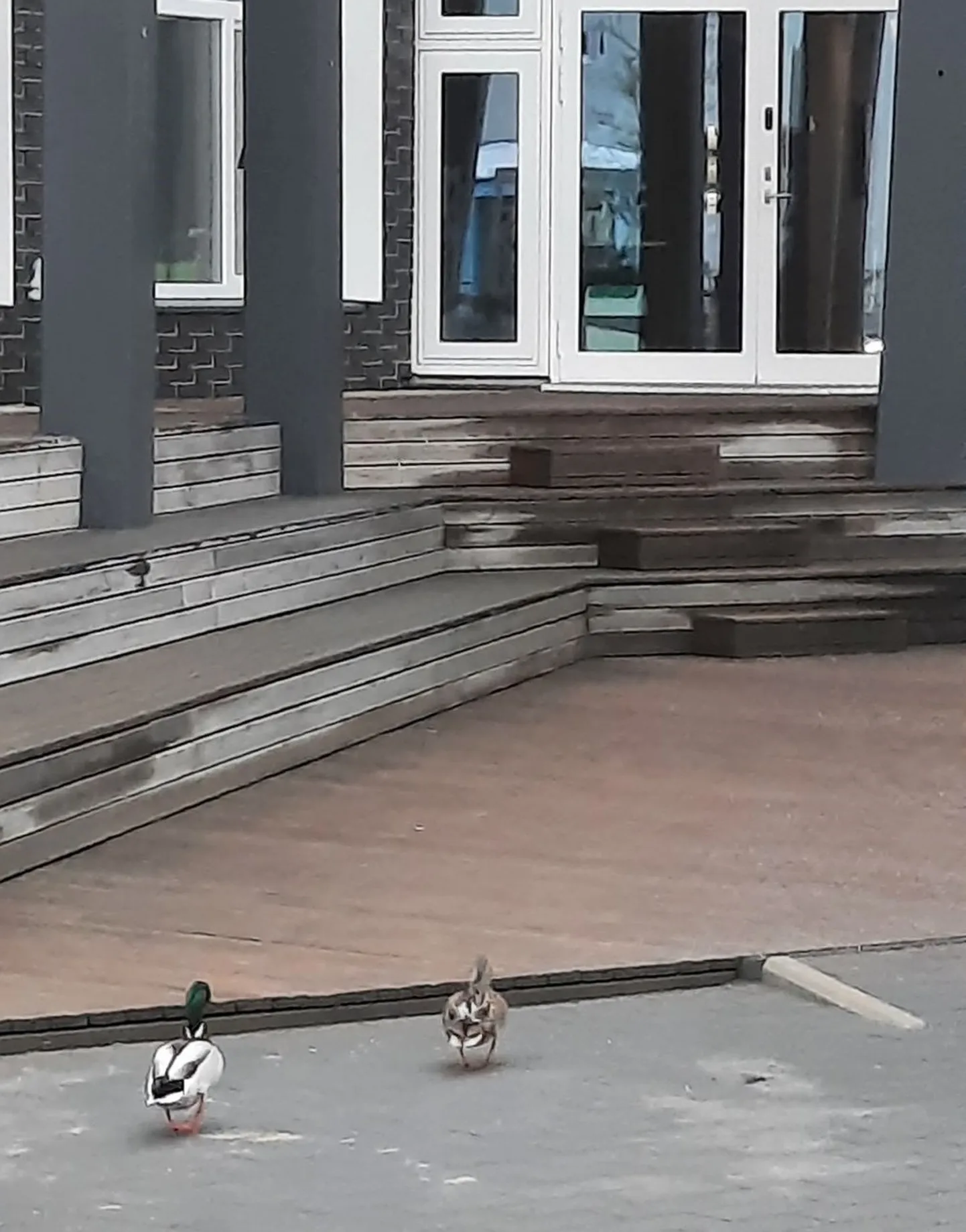 Rakvere kesklinn on muutunud paarile pardile nii meelepäraseks, et linnud paterdavad julgelt mööda kõnniteid ning sobitavad ümbruskaudsetega tutvust.