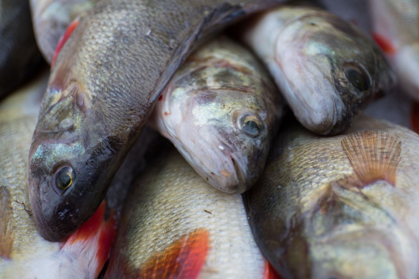 Kuivõrd mõjutavad listeeriabakteri leiud kohalikes kala- ja lihatööstustes tarbija otsuseid ja usaldust, näitab aeg, kirjutab Sirje Potisepp.