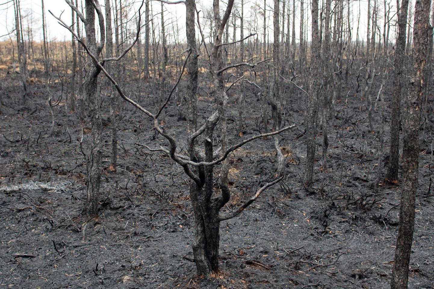 Vihterpalu on Eesti mõistes eriline koht, kus intensiivseid metsapõlenguid on viimase sajandi jooksul esinenud väga tihti. Neilt samal päeval tehtud piltidelt on näha eri taastumisjärgus metsaosi.