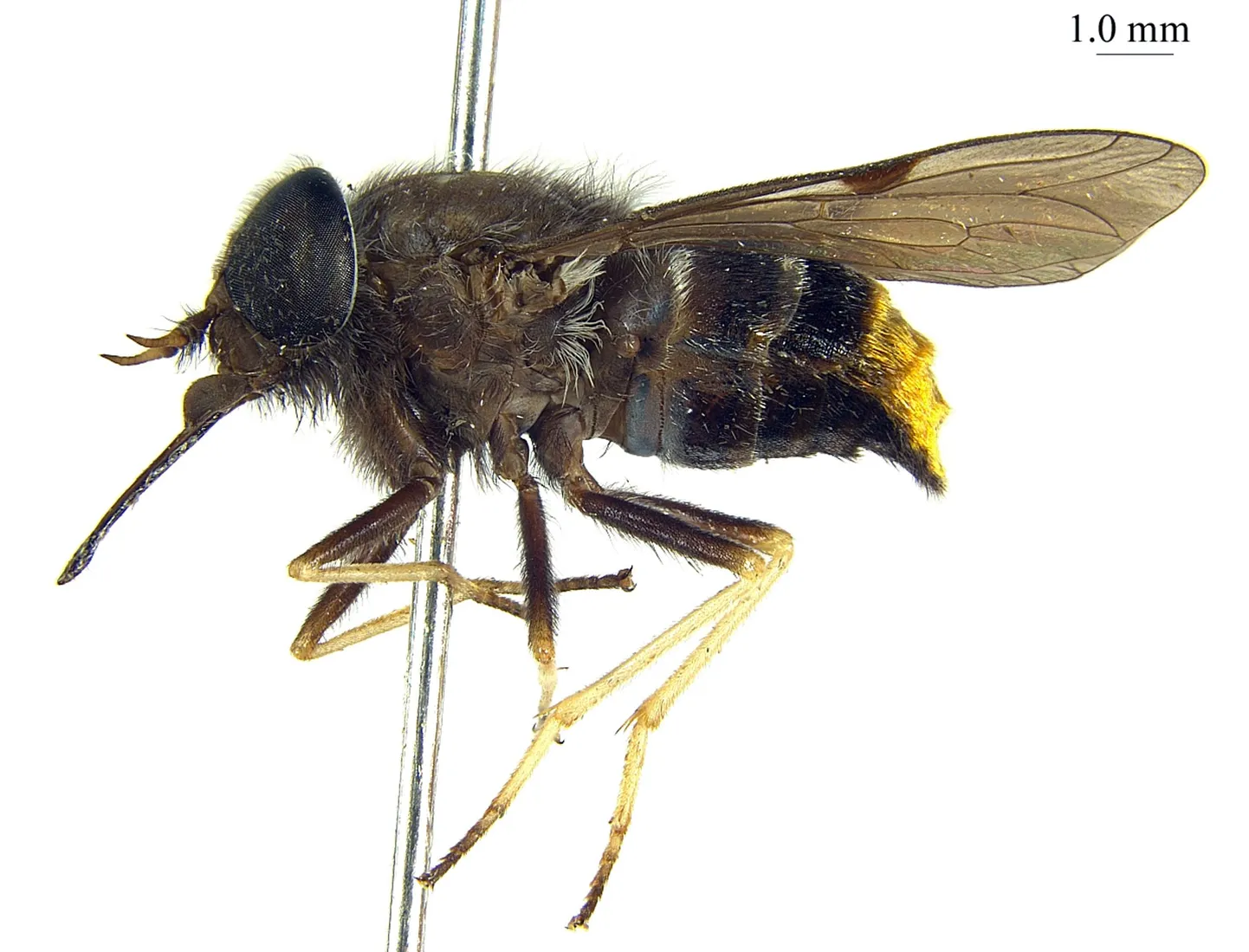 Scaptia beyonceae