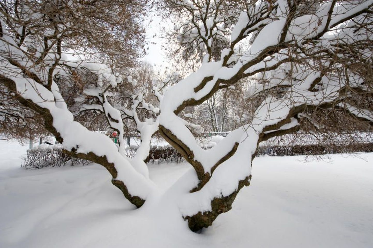 Lumine puu.
