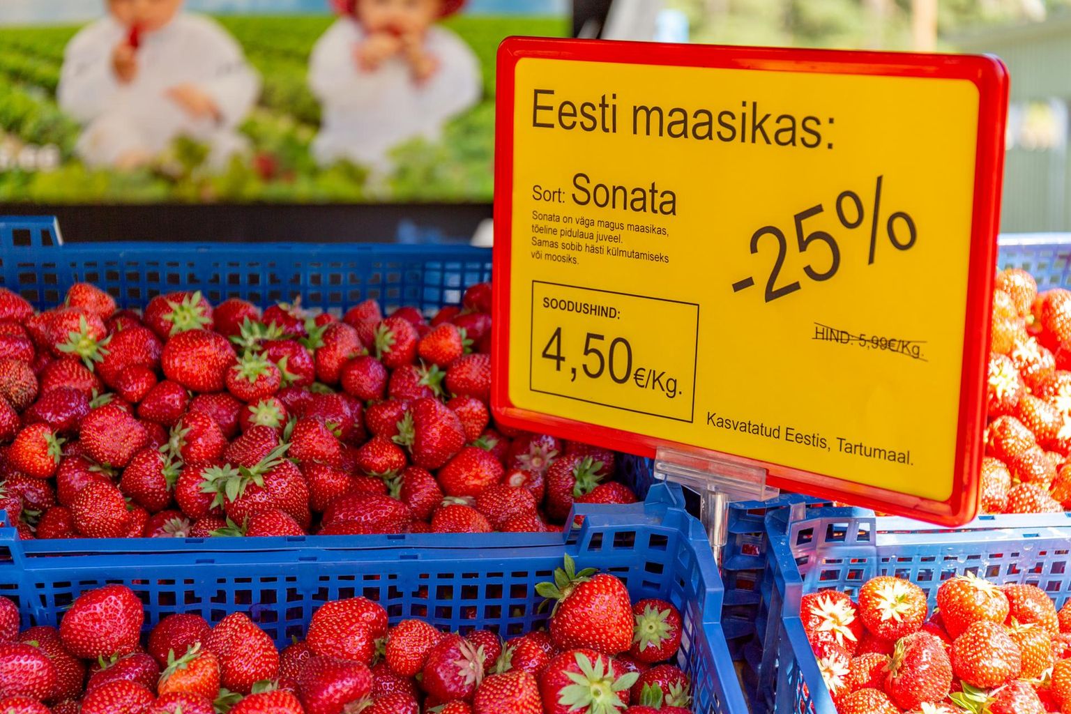 Allahinnatud Eesti maasikad Nõmme turul Tallinnas.