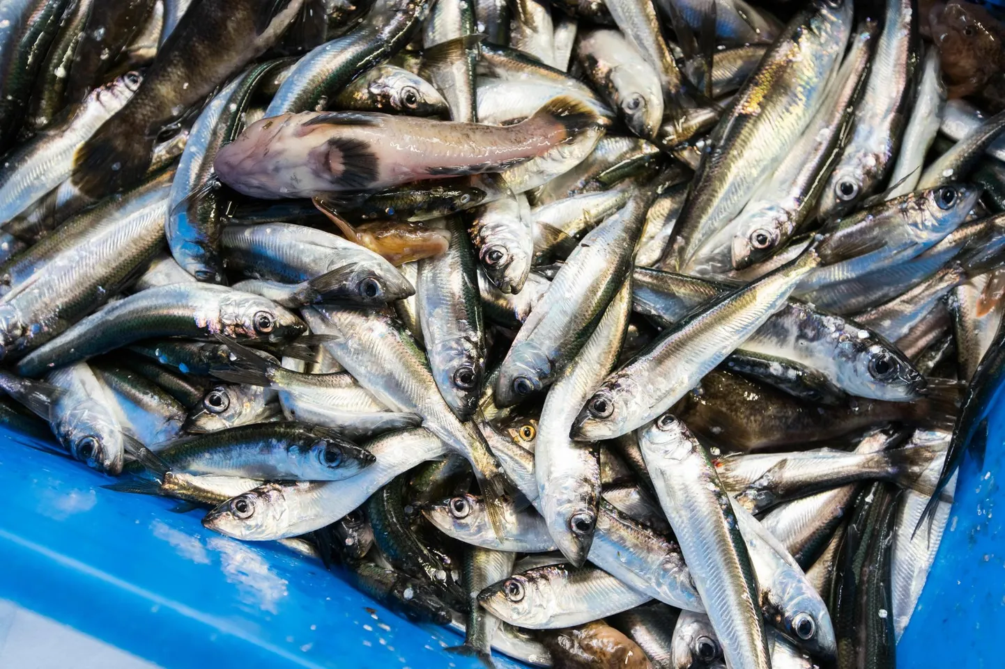 Kastid meie rahvuskala räimega Eisma kalasadamas. Räime kõhualune on sile, seevastu kilul kare.
