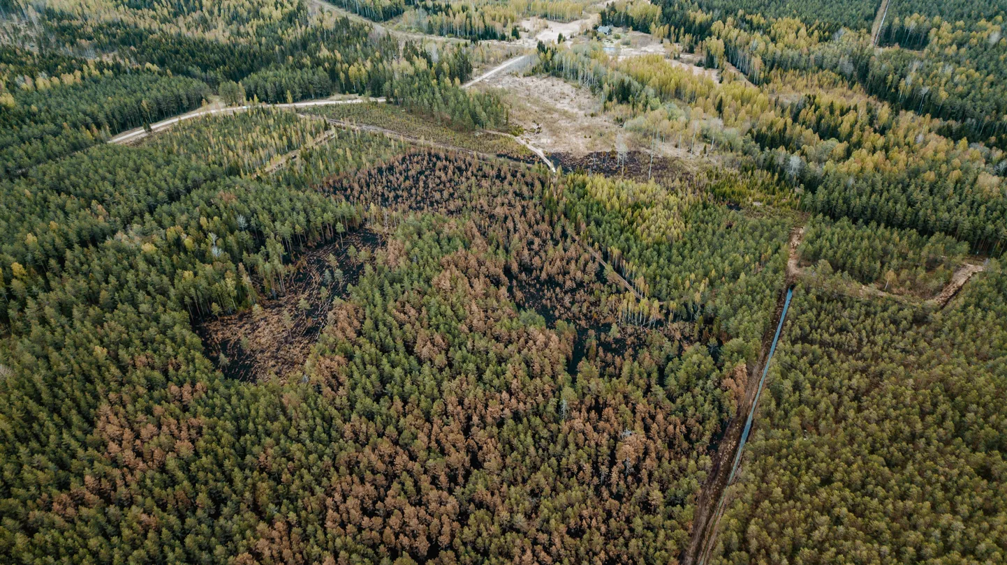 Tuleroaks langes ligikaudu 30 hektarit metsaalust. Hävitavaks osutus tuli eeskätt noorendikele: meie tuleviku metsale. Taastumisele kulub kohaliku metsniku hinnangul kümmekond aastat.