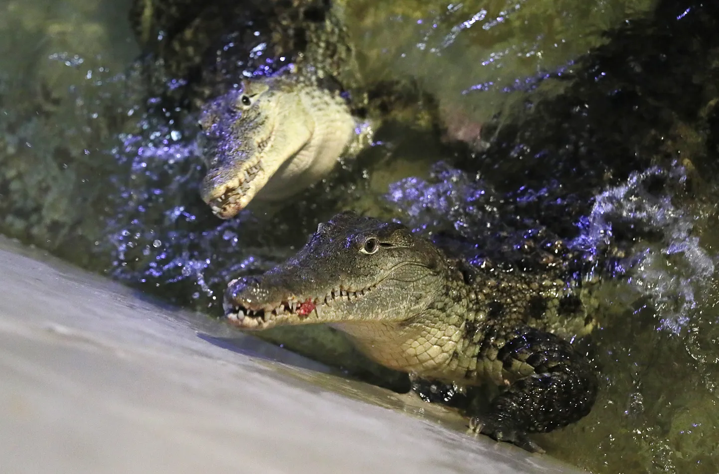 Niiluse krokodillid. Foto on illustratiivne.