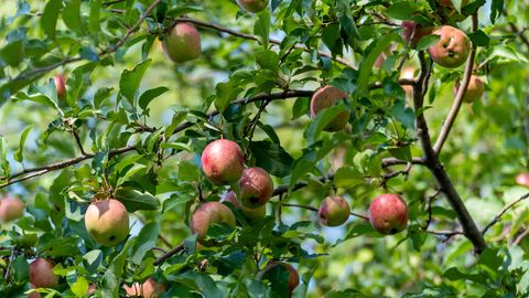 Naktī Latvijas rietumu daļā īslaicīgi līs, Kurzemē iespējams pērkona negaiss