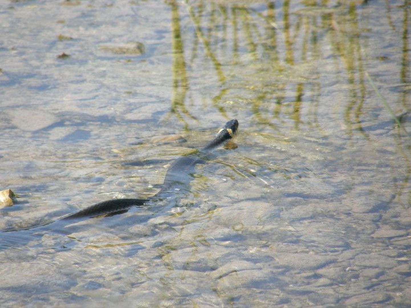 Kuumad ilmad ajavad maod randa jahutust otsima. Pildil olev nastik suples Läänemaal Toorakul.