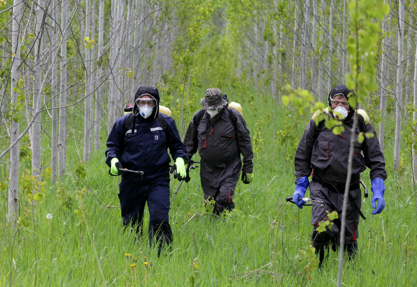 Karuputke tõrjet rahastab ja korraldab riik ning maaomanikule ei maksa riigi tehtav tõrje sentigi.