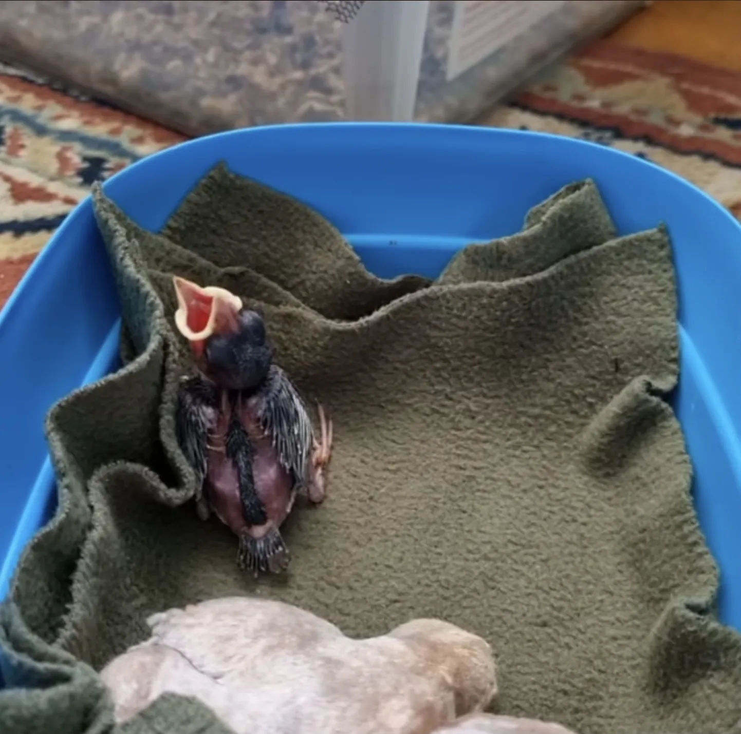 Artikli foto