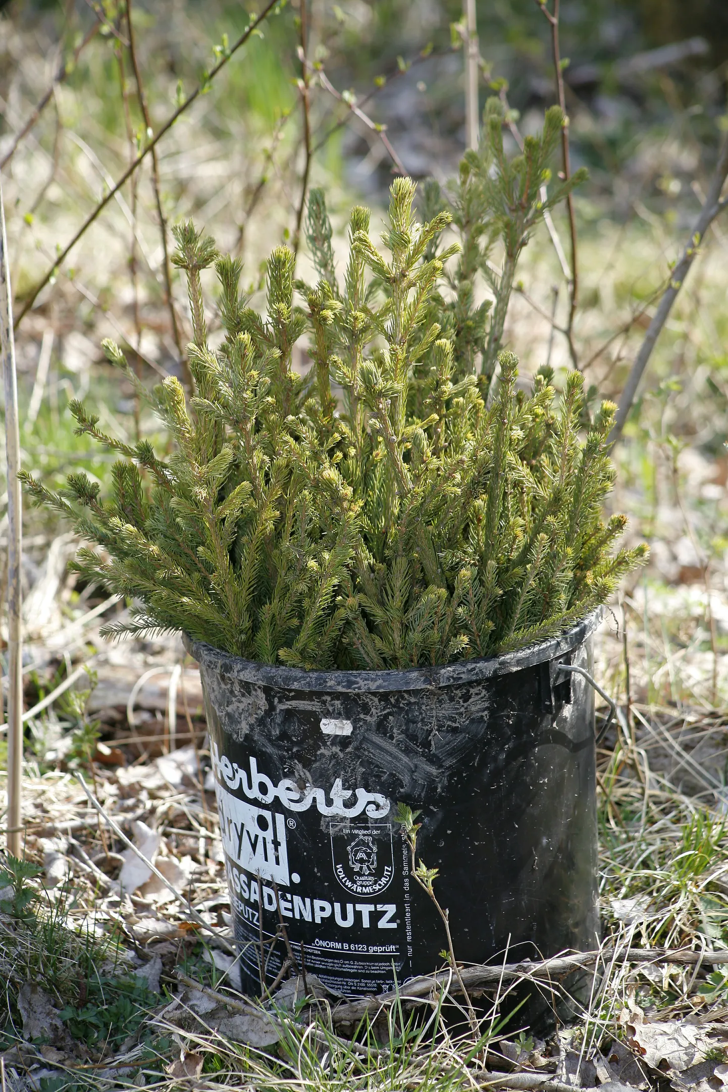 Kuuseistikud.