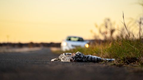 ВИДЕО ⟩ Водитель заметила на обочине сбитого лося, службы 