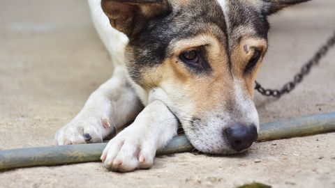 Experts Warn: Years on a Chain Cause Chronic Stress, Anxiety, and Aggression in Dogs