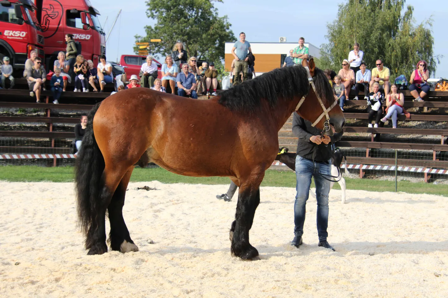 Publiku lemmik oli raskeveohobune Põllumees Maximus.