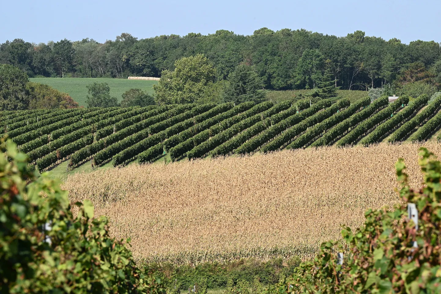 Viinamarjaistandus Bordeaux' lähedal.