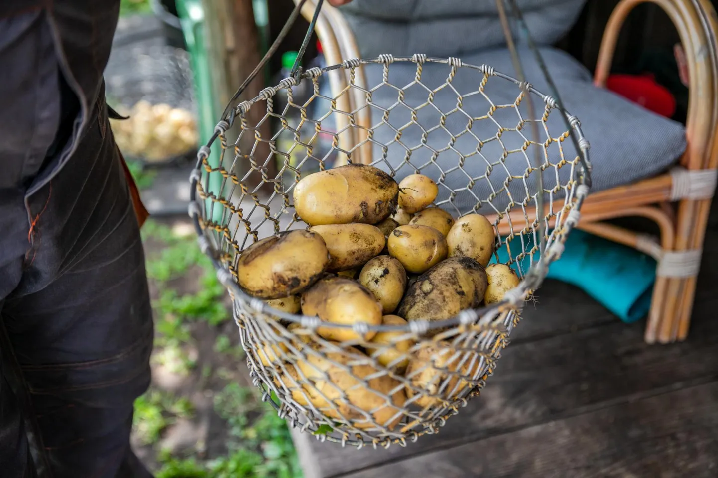 Mullu jäi kartulisaak kesiseks ja seetõttu tõusis hind, tänavu on ilm kartulikasvatajaid soosinud ja püütakse hinnatõusu vältida.