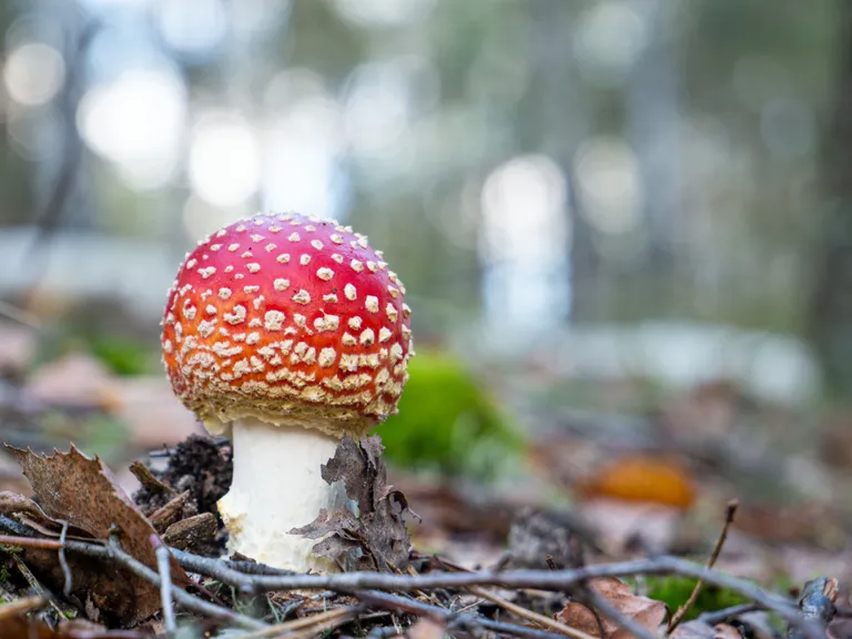 Raksta foto